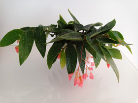 Begonia, Kasvit ja siemenet, Piha ja puutarha, Lappeenranta, Tori.fi Begonia, Kasvit ja siemenet, Piha ja puutarha, Lappeenranta, Tori.fi