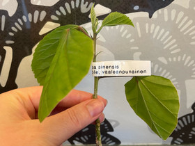 Kiinanruusun pistokas, Kasvit ja siemenet, Piha ja puutarha, Joensuu, Tori.fi Kiinanruusun pistokas, Kasvit ja siemenet, Piha ja puutarha, Joensuu, Tori.fi