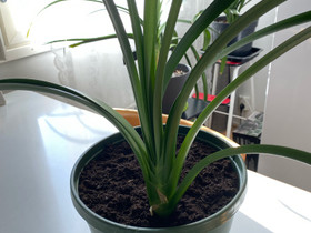 Viherkasvi Clivia, Kasvit ja siemenet, Piha ja puutarha, Hamina, Tori.fi Viherkasvi Clivia, Kasvit ja siemenet, Piha ja puutarha, Hamina, Tori.fi