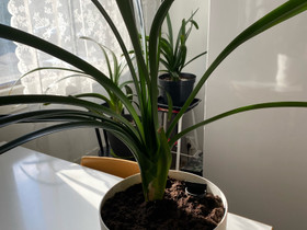 Iso viherkasvi Clivia, Kasvit ja siemenet, Piha ja puutarha, Hamina, Tori.fi Iso viherkasvi Clivia, Kasvit ja siemenet, Piha ja puutarha, Hamina, Tori.fi