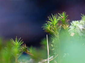 Metsätila/-palsta Ähtäristä, Metsätilat ja maatilat, Ähtäri, Tori.fi Metsätila/-palsta Ähtäristä, Metsätilat ja maatilat, Ähtäri, Tori.fi