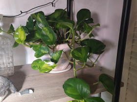 Global Green Kultaköynnöksen pistokkaita, Kasvit ja siemenet, Piha ja puutarha, Kotka, Tori.fi Global Green Kultaköynnöksen pistokkaita, Kasvit ja siemenet, Piha ja puutarha, Kotka, Tori.fi
