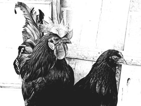 Ayam ceman, jättikoch, kääpiökoch munia, Muut eläimet, Lemmikkieläimet, Kaavi, Tori.fi Ayam ceman, jättikoch, kääpiökoch munia, Muut eläimet, Lemmikkieläimet, Kaavi, Tori.fi