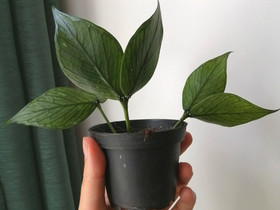 Hoya polyneura, Kasvit ja siemenet, Piha ja puutarha, Joensuu, Tori.fi Hoya polyneura, Kasvit ja siemenet, Piha ja puutarha, Joensuu, Tori.fi