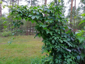 Imukärhivilliviini, Kasvit ja siemenet, Piha ja puutarha, Liperi, Tori.fi Imukärhivilliviini, Kasvit ja siemenet, Piha ja puutarha, Liperi, Tori.fi