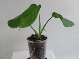 Monstera albo variegata, Kasvit ja siemenet, Piha ja puutarha, Joensuu, Tori.fi Monstera albo variegata, Kasvit ja siemenet, Piha ja puutarha, Joensuu, Tori.fi