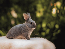 Risteytyskani uros, Muut eläimet, Lemmikkieläimet, Iisalmi, Tori.fi Risteytyskani uros, Muut eläimet, Lemmikkieläimet, Iisalmi, Tori.fi