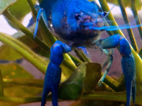 Procambarus alleni -vauvoja., Kalat ja akvaariot, Lemmikkieläimet, Vaasa, Tori.fi Procambarus alleni -vauvoja., Kalat ja akvaariot, Lemmikkieläimet, Vaasa, Tori.fi