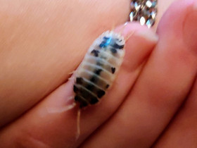 Porcellio laevis Dalmatian, Muut eläimet, Lemmikkieläimet, Vaasa, Tori.fi Porcellio laevis Dalmatian, Muut eläimet, Lemmikkieläimet, Vaasa, Tori.fi