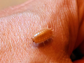 Porcellio laevis Orange, Muut eläimet, Lemmikkieläimet, Vaasa, Tori.fi Porcellio laevis Orange, Muut eläimet, Lemmikkieläimet, Vaasa, Tori.fi