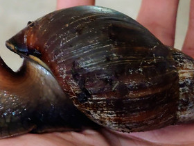 Achatina fulica, Muut eläimet, Lemmikkieläimet, Vaasa, Tori.fi Achatina fulica, Muut eläimet, Lemmikkieläimet, Vaasa, Tori.fi