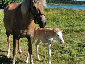 Pienhevos tammavarsa, Hevoset ja ponit, Hevoset ja hevosurheilu, Tervola, Tori.fi Pienhevos tammavarsa, Hevoset ja ponit, Hevoset ja hevosurheilu, Tervola, Tori.fi