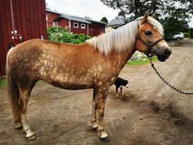 Kaksi kaunista tammaa, Hevoset ja ponit, Hevoset ja hevosurheilu, Tervola, Tori.fi Kaksi kaunista tammaa, Hevoset ja ponit, Hevoset ja hevosurheilu, Tervola, Tori.fi