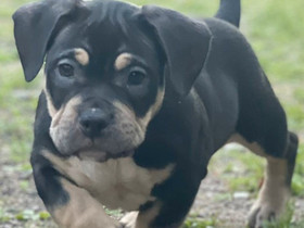 Pocket American Bully pentu, Koirat, Lemmikkieläimet, Helsinki, Tori.fi Pocket American Bully pentu, Koirat, Lemmikkieläimet, Helsinki, Tori.fi