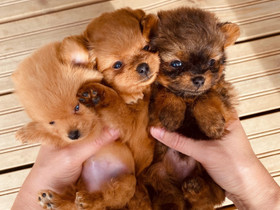 Pomapoo lelu pentu., Koirat, Lemmikkieläimet, Outokumpu, Tori.fi Pomapoo lelu pentu., Koirat, Lemmikkieläimet, Outokumpu, Tori.fi