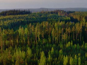 Metsää, peltoa tai tontteja, Metsätilat ja maatilat, Asikkala, Tori.fi