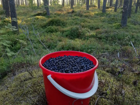 Mustikoita 10l, Maatalous, Pyhtää, Tori.fi Mustikoita 10l, Maatalous, Pyhtää, Tori.fi