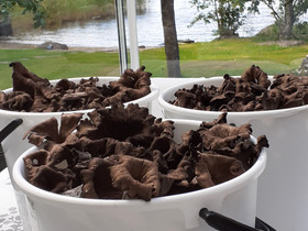 Sieniä, Hyvinvointi ja elintarvikkeet, Terveys ja hyvinvointi, Jyväskylä, Tori.fi Sieniä, Hyvinvointi ja elintarvikkeet, Terveys ja hyvinvointi, Jyväskylä, Tori.fi