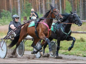 Step Cindy, Hevoset ja ponit, Hevoset ja hevosurheilu, Kouvola, Tori.fi Step Cindy, Hevoset ja ponit, Hevoset ja hevosurheilu, Kouvola, Tori.fi