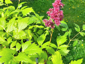 Astilbe Jaloangervo, Kasvit ja siemenet, Piha ja puutarha, Kotka, Tori.fi Astilbe Jaloangervo, Kasvit ja siemenet, Piha ja puutarha, Kotka, Tori.fi