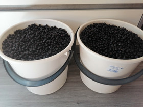 Mustikoita, Hyvinvointi ja elintarvikkeet, Terveys ja hyvinvointi, Ruokolahti, Tori.fi Mustikoita, Hyvinvointi ja elintarvikkeet, Terveys ja hyvinvointi, Ruokolahti, Tori.fi