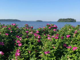 Etsinnässä TONTTI rannalta,Näsijärvi tai Pyhäjärvi, Tontit, Tampere, Tori.fi Etsinnässä TONTTI rannalta,Näsijärvi tai Pyhäjärvi, Tontit, Tampere, Tori.fi