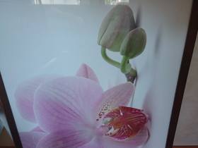 Taulu 54cm x 74cm, Taulut, Sisustus ja huonekalut, Pori, Tori.fi Taulu 54cm x 74cm, Taulut, Sisustus ja huonekalut, Pori, Tori.fi