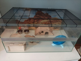 Terraario+tarvikkeet, Jyrsijät, Lemmikkieläimet, Tampere, Tori.fi Terraario+tarvikkeet, Jyrsijät, Lemmikkieläimet, Tampere, Tori.fi