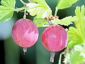 Punaisia karviaismarjoja, Muu piha ja puutarha, Piha ja puutarha, Seinäjoki, Tori.fi Punaisia karviaismarjoja, Muu piha ja puutarha, Piha ja puutarha, Seinäjoki, Tori.fi