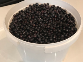 Mustikka, Hyvinvointi ja elintarvikkeet, Terveys ja hyvinvointi, Lapua, Tori.fi Mustikka, Hyvinvointi ja elintarvikkeet, Terveys ja hyvinvointi, Lapua, Tori.fi