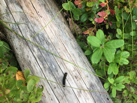 Mustikkaa, Hyvinvointi ja elintarvikkeet, Terveys ja hyvinvointi, Laukaa, Tori.fi Mustikkaa, Hyvinvointi ja elintarvikkeet, Terveys ja hyvinvointi, Laukaa, Tori.fi