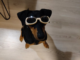 Doggles-aurinkolasit, Koirien tarvikkeet, Lemmikkieläimet, Vaasa, Tori.fi Doggles-aurinkolasit, Koirien tarvikkeet, Lemmikkieläimet, Vaasa, Tori.fi