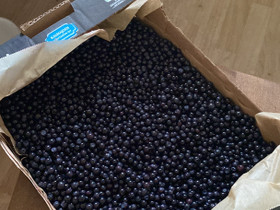 Mustikkaa 10 litraa, Hyvinvointi ja elintarvikkeet, Terveys ja hyvinvointi, Laukaa, Tori.fi Mustikkaa 10 litraa, Hyvinvointi ja elintarvikkeet, Terveys ja hyvinvointi, Laukaa, Tori.fi