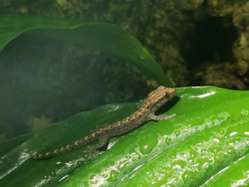 Mourning Gecko (Lepidodactylus Lugubris), Muut eläimet, Lemmikkieläimet, Tampere, Tori.fi Mourning Gecko (Lepidodactylus Lugubris), Muut eläimet, Lemmikkieläimet, Tampere, Tori.fi
