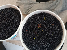 Mustikkaa, Hyvinvointi ja elintarvikkeet, Terveys ja hyvinvointi, Loppi, Tori.fi Mustikkaa, Hyvinvointi ja elintarvikkeet, Terveys ja hyvinvointi, Loppi, Tori.fi