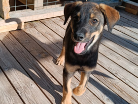 Husky/doberman mix, Koirat, Lemmikkieläimet, Eura, Tori.fi Husky/doberman mix, Koirat, Lemmikkieläimet, Eura, Tori.fi