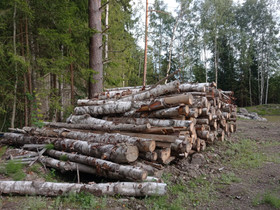 Koivurankaa 3-4m, myös sekapuuta, Maatalous, Hämeenlinna, Tori.fi Koivurankaa 3-4m, myös sekapuuta, Maatalous, Hämeenlinna, Tori.fi