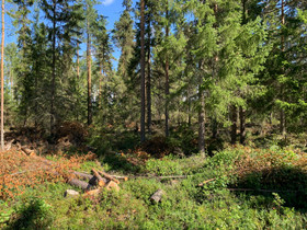 Puuta (3m ranka; Kuusi, Mänty, Koivu) 35/42 e/m³, Maatalous, Kempele, Tori.fi Puuta (3m ranka; Kuusi, Mänty, Koivu) 35/42 e/m³, Maatalous, Kempele, Tori.fi