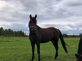 Lv tamma ja -21 syntyneet varsat, Hevoset ja ponit, Hevoset ja hevosurheilu, Halsua, Tori.fi Lv tamma ja -21 syntyneet varsat, Hevoset ja ponit, Hevoset ja hevosurheilu, Halsua, Tori.fi