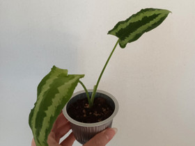 Schismatoglottis wallichii, Kasvit ja siemenet, Piha ja puutarha, Hattula, Tori.fi Schismatoglottis wallichii, Kasvit ja siemenet, Piha ja puutarha, Hattula, Tori.fi