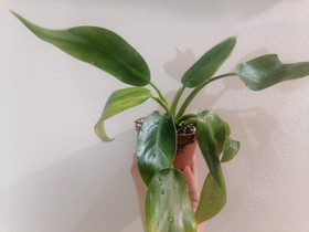 Philodendron Jose Buono pieni kasvi, Kasvit ja siemenet, Piha ja puutarha, Lahti, Tori.fi Philodendron Jose Buono pieni kasvi, Kasvit ja siemenet, Piha ja puutarha, Lahti, Tori.fi