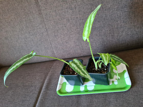 Schismatoglottis Wallichii, Kasvit ja siemenet, Piha ja puutarha, Hyvinkää, Tori.fi Schismatoglottis Wallichii, Kasvit ja siemenet, Piha ja puutarha, Hyvinkää, Tori.fi