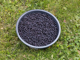 Mustikka 5kg, Maatalous, Raisio, Tori.fi Mustikka 5kg, Maatalous, Raisio, Tori.fi