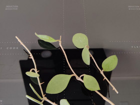 Hoya nummularioides pistokkaat, Kasvit ja siemenet, Piha ja puutarha, Valkeakoski, Tori.fi Hoya nummularioides pistokkaat, Kasvit ja siemenet, Piha ja puutarha, Valkeakoski, Tori.fi