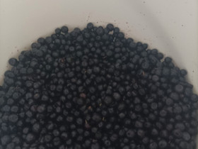 Mustikka, Muu piha ja puutarha, Piha ja puutarha, Oulu, Tori.fi Mustikka, Muu piha ja puutarha, Piha ja puutarha, Oulu, Tori.fi