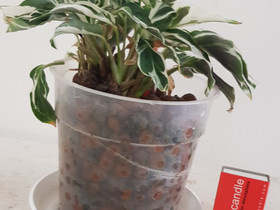 Philodendron White Fusion, Muu sisustus, Sisustus ja huonekalut, Kouvola, Tori.fi Philodendron White Fusion, Muu sisustus, Sisustus ja huonekalut, Kouvola, Tori.fi