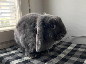 Kani etsii uutta kotia, Jyrsijät, Lemmikkieläimet, Tornio, Tori.fi Kani etsii uutta kotia, Jyrsijät, Lemmikkieläimet, Tornio, Tori.fi