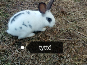 Kaninpoikasia, Jyrsijät, Lemmikkieläimet, Siikajoki, Tori.fi Kaninpoikasia, Jyrsijät, Lemmikkieläimet, Siikajoki, Tori.fi
