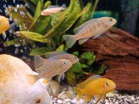 Pseudotropheus poikasia, Kalat ja akvaariot, Lemmikkieläimet, Joensuu, Tori.fi Pseudotropheus poikasia, Kalat ja akvaariot, Lemmikkieläimet, Joensuu, Tori.fi
