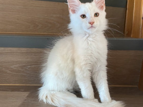 Maine Coon poika, Kissat, Lemmikkieläimet, Espoo, Tori.fi Maine Coon poika, Kissat, Lemmikkieläimet, Espoo, Tori.fi